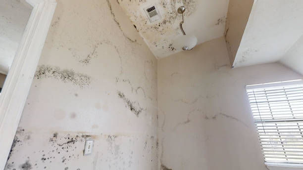 Best Indoor Air Quality Assessment  in Fountain Green, UT
