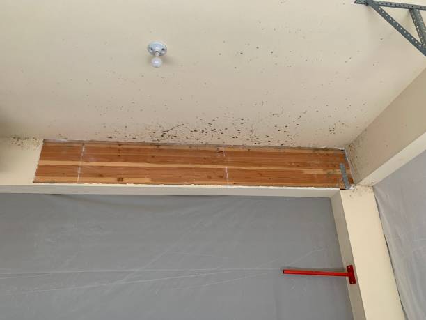 Best Mold Remediation for Healthcare Facilities  in Fountain Green, UT
