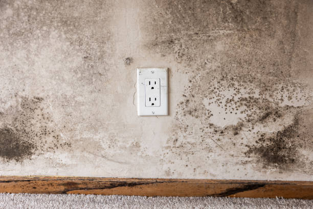 Best Real Estate Mold Inspection  in Fountain Green, UT