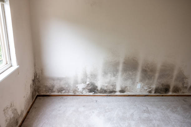 Professional Mold Removal in Fountain Green, UT